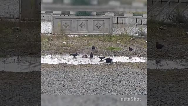 Умываются вороны смотреть онлайн