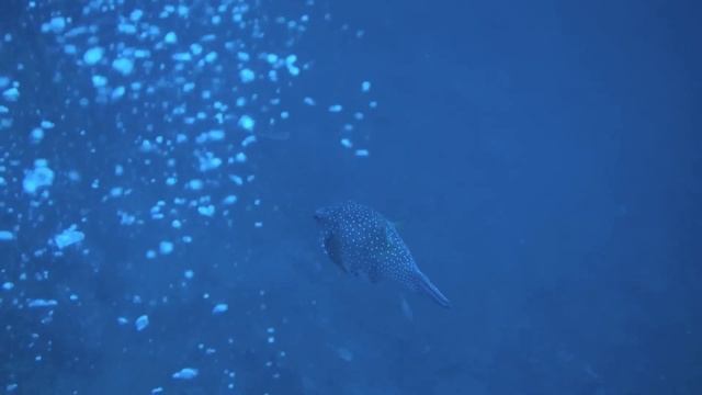 "Стоять на пути". 29 декабря. Сегодня-лучший путь. Ежедневник для созависимых. смотреть онлайн