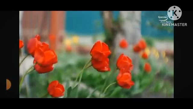 мы родились в сибири//трамвайная хамка//обзор канала смотреть онлайн