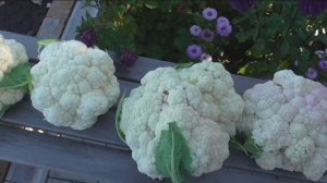 Как я выращиваю цветную капусту. Практический опыт.