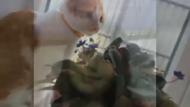 Фота полины смотреть онлайн