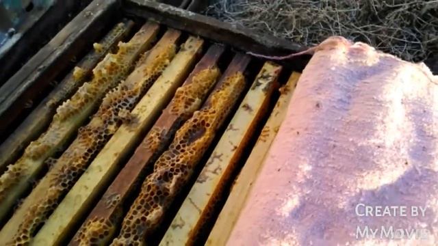❄ОБСТАНОВКА НА ПАСЕКЕ .ПЕРВЫЕ МОРОЗЫ. ГДЕ КЛУБ ПЧЕЛ СЕЛ смотреть онлайн
