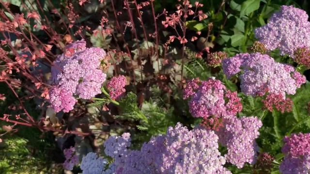 Что цветёт в конце июня? Шалфей, спирея флокс, розы и др.￼￼