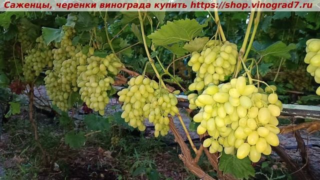 Парад сортов виногарда на 27.07.2024 года - БАНАНАС, одна из лучших форм моей коллекции винограда. смотреть онлайн