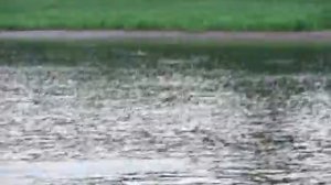 Река кипит! Бакланы ржут))