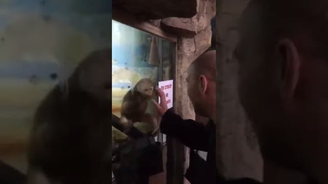 Чумавая обезьяна смотреть онлайн