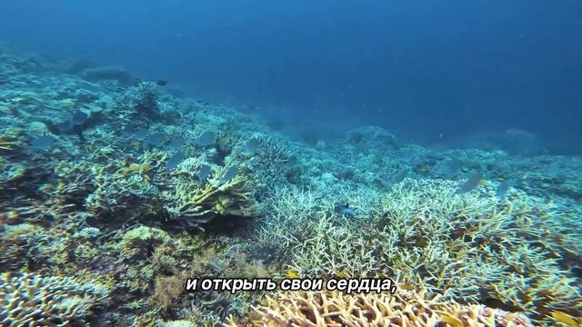 "Медитация". 22 декабря. Сегодня-лучший путь. Ежедневник для созависимых. смотреть онлайн