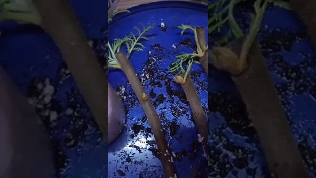 черенкование сумаха смотреть онлайн