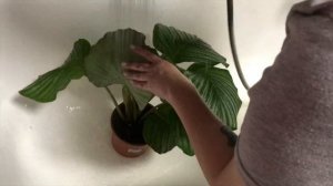 Моя новая цветочная покупка/ Калатея Орбифолия круглолистная обзор растения