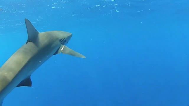 Shark Swimming - Waialua Bay, Oahu, Hawaii смотреть онлайн