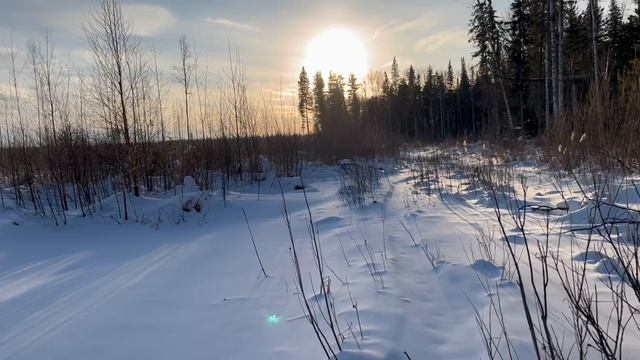 Солонцы для лосей. По простому, но рабочие.