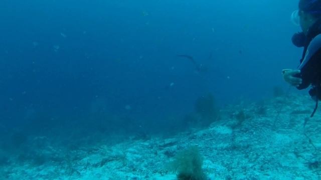 Scuba Diving with Thresher Shark (Fox Shark) Malapascua, Philippines смотреть онлайн
