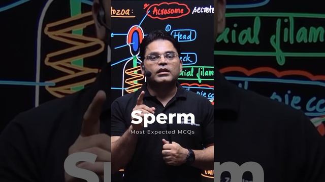 Human Sperm L Human Reproduction #shortvideo