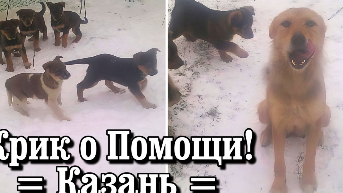 Крик о Помощи!!! Казань. смотреть онлайн