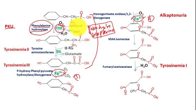 Phenylalanine, Tyrosine catabolism to glucose and ketone bodies; phenylketonuria, alkaptonuria tric смотреть онлайн