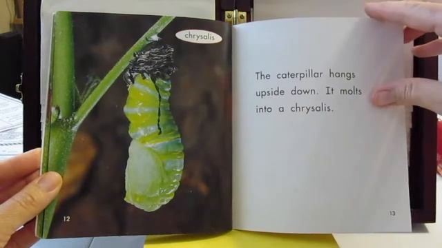 The Life Cycle Of A Butterfly