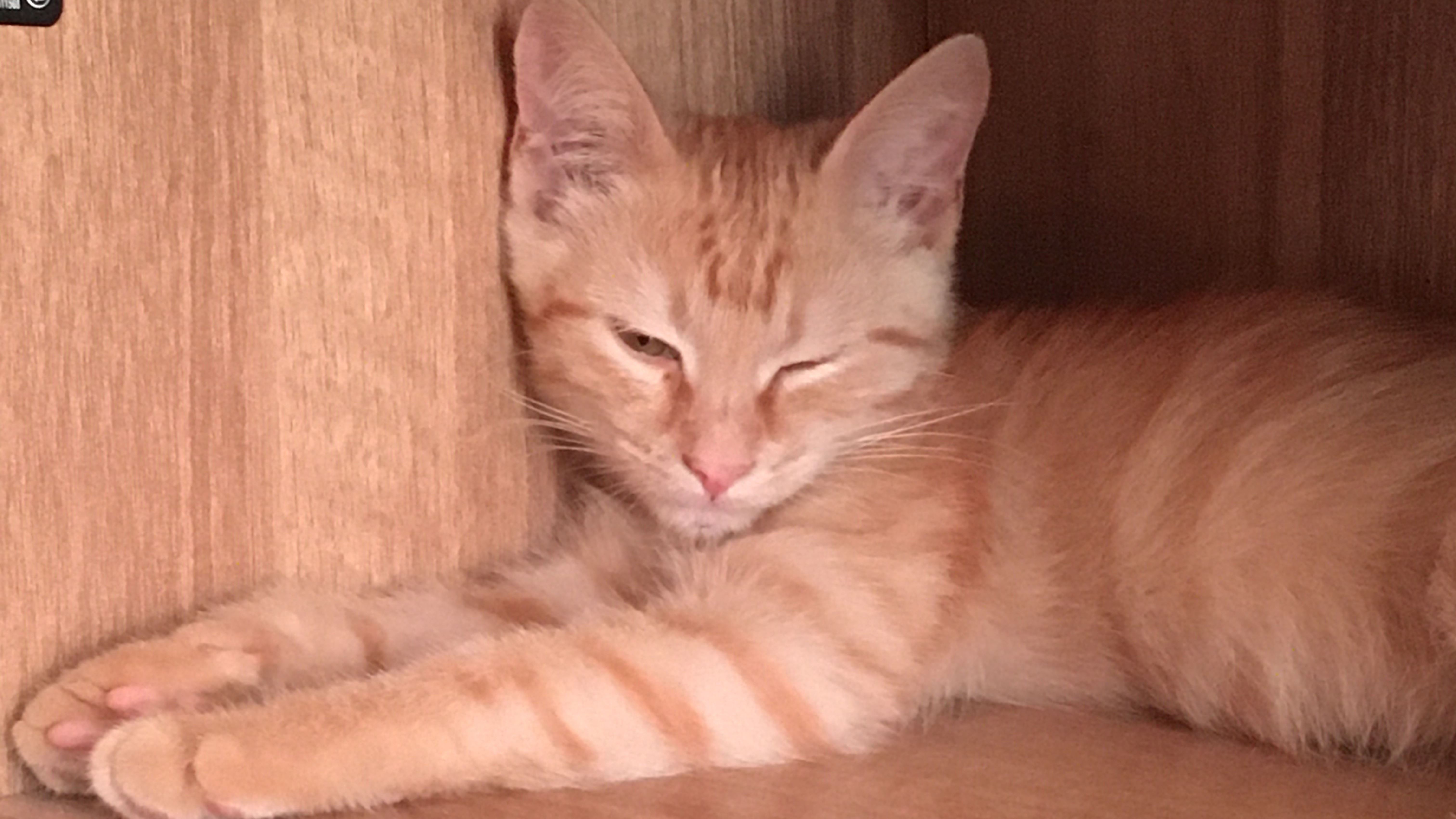 Коты котики рыжий Тимоха
смешные котики смотреть онлайн