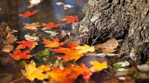 Дмитрий TV. Трансляция Клипа «Золушка». Алексей Архиповский – «Золушка».