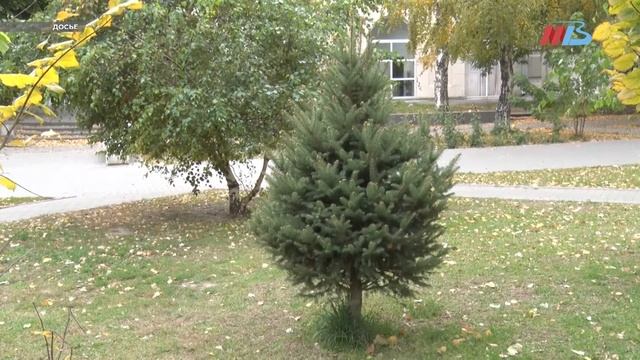 По запросам волгоградцев отремонтируют пешеходные зоны у Комсомольского сада смотреть онлайн