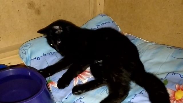 Золотые Грифоны. Обзор кошек. Кошка Морула.