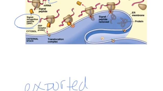 AP protein synthesis 3 смотреть онлайн