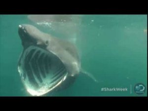 странные подводные существа