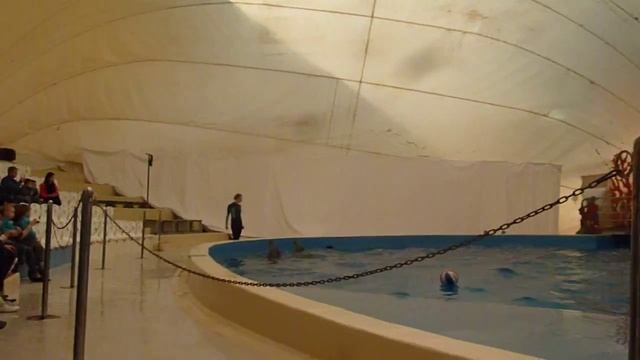 Дельфинарий Анапа7 смотреть онлайн