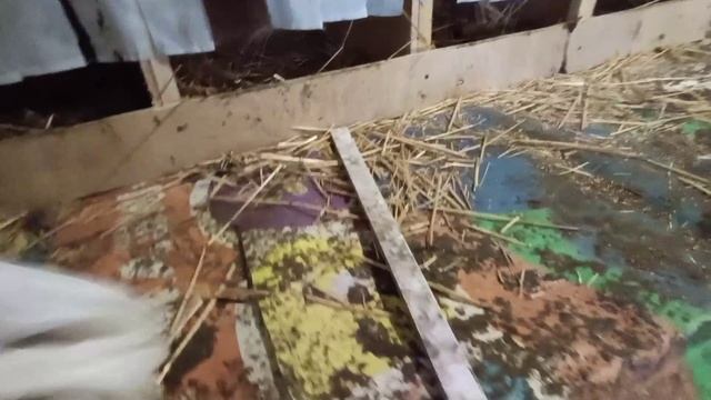 Обед для двоих 😋 Зимняя редиска 🌰 Молодки пошли на повышение😊🥚 Зима на Кубани🏡 смотреть онлайн