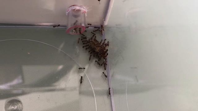 Tetramorium bicarinatum swarming a dead cricket смотреть онлайн