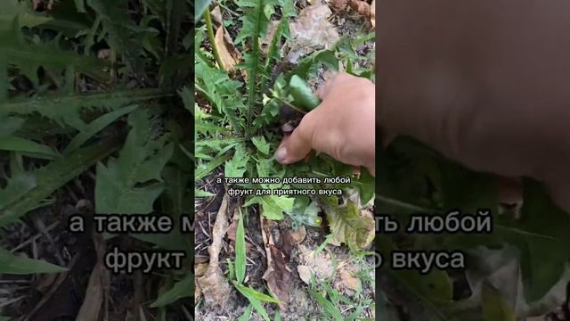 3 ПРИЧИНЫ ПОЧЕМУ НУЖНО ПИТЬ ХЛОРОФИЛ ИЗ ДИКОРОСОВ. смотреть онлайн