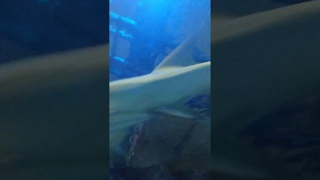 Решили расшевелить крокодила в океанариуме Астаны.