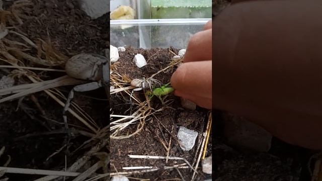 Alimentação de Lycosa hispanica! смотреть онлайн