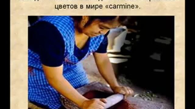 Кола из насекомого.flv смотреть онлайн