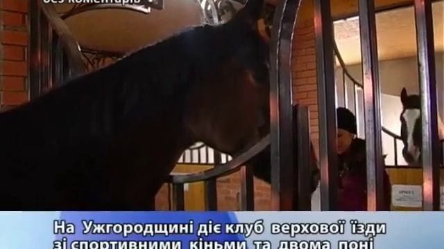без коментарів 27 12 коні смотреть онлайн