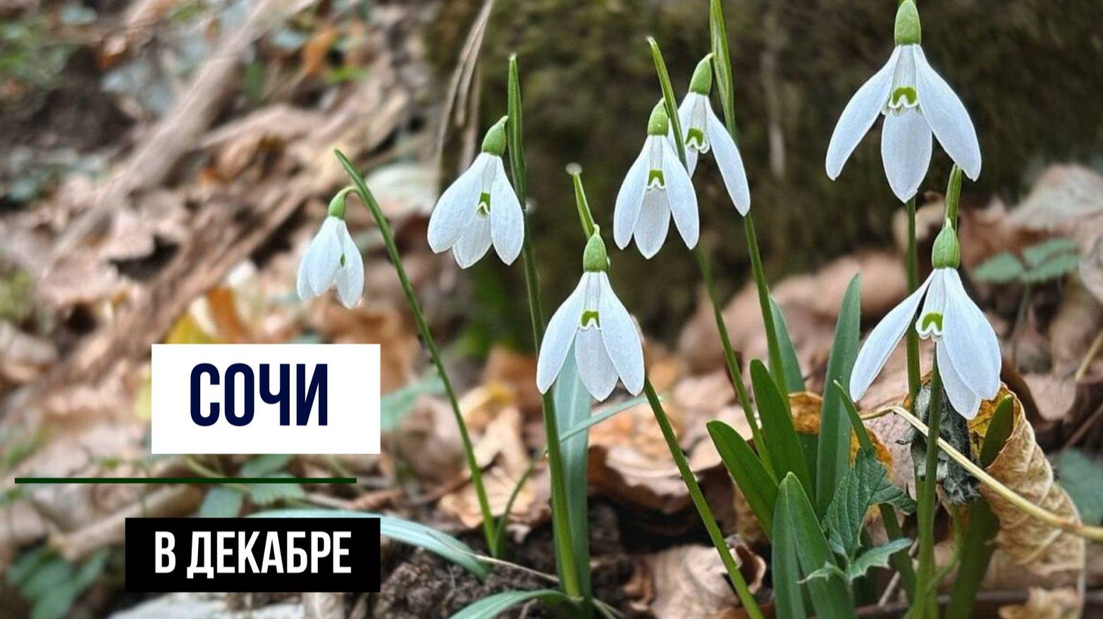 Сочи в декабре смотреть онлайн