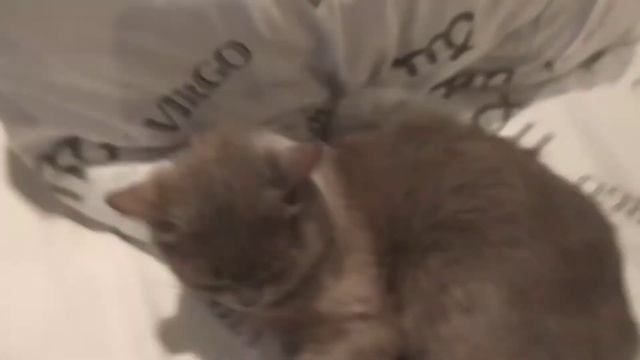 Обзор на кошку под дабстеп смотреть онлайн