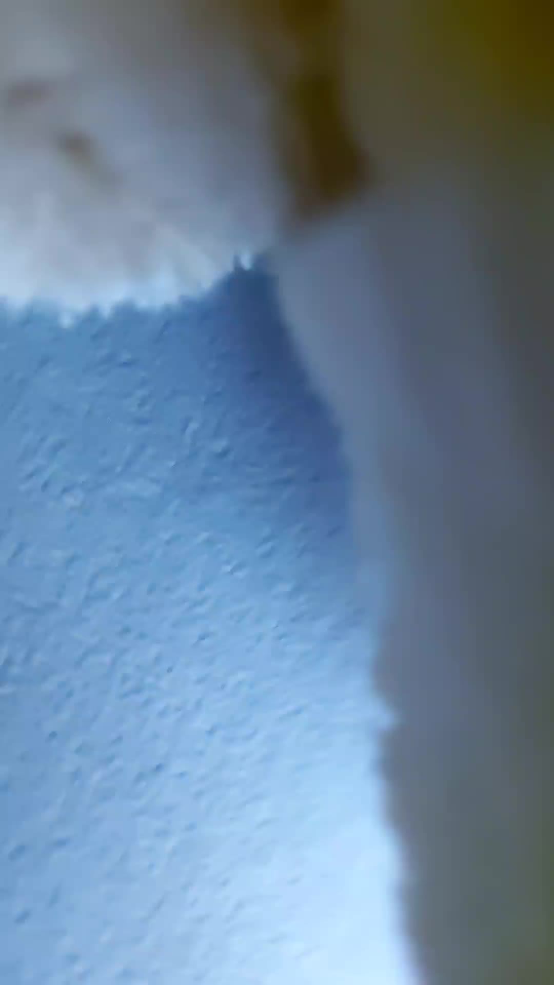 египетский слон