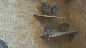 Кеклики: разведение в домашних условиях🐣🦃🐓🐔Разведение горной куропатки