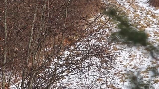 Flintlock Rifle Deer Hunting 2024 - Bucks In The Snow - The Big Buck On Trail Camera! Pennsylvania смотреть онлайн