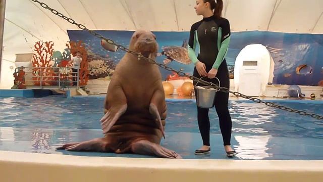 Дельфинарий Анапа5 смотреть онлайн