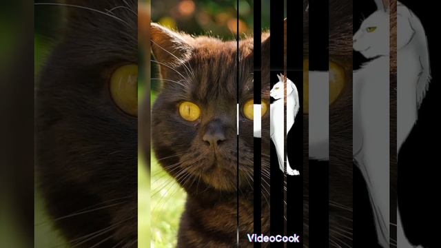 Коты Воители в риальной жизни и картинки смотреть онлайн