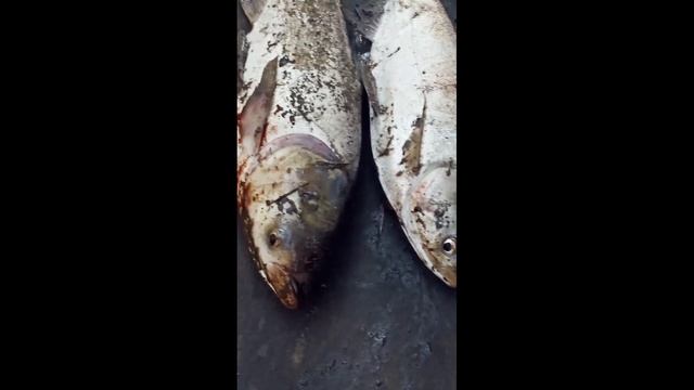 fish sounds смотреть онлайн