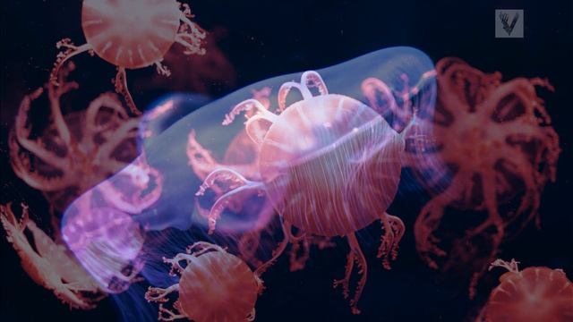 Beautiful colorful musical video in photos with jellyfish for a good mood#2023viking смотреть онлайн