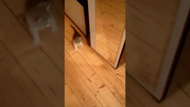 Котёнок и его отражение. ))) смотреть онлайн
