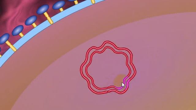 Virus Replication دخول وتضاعف الفايروس
