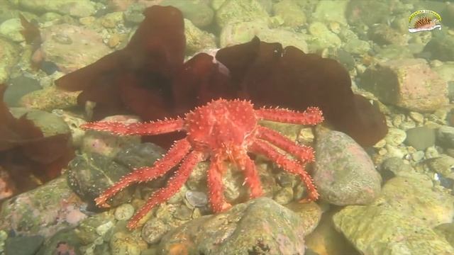 Centollas levantan piedras смотреть онлайн