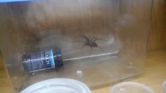 Spiders All Gone WTF! смотреть онлайн