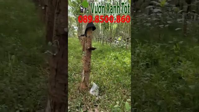 Kỹ thuật áp khí etilen cạo miệng ngắn giúp kéo dài thời gian khai thác mủ cao su смотреть онлайн
