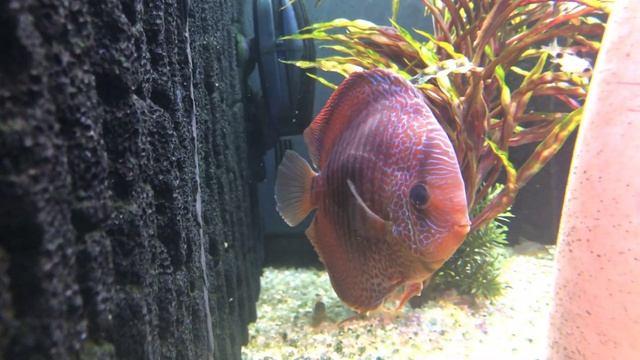 Stendker discus tank , juwel trigon 350 смотреть онлайн