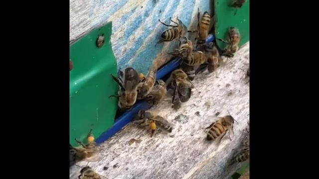 Напад пчёл , большие пчёлы без жал воруют мёд!!!! смотреть онлайн